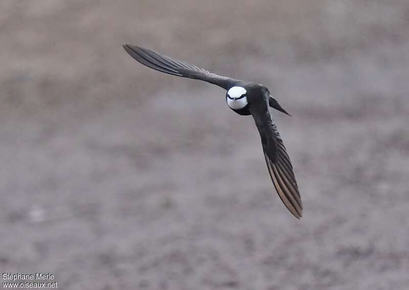 White-headed Saw-wing male adult, pigmentation, Flight