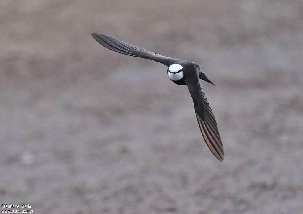 White-headed Saw-wing male adult, pigmentation, Flight