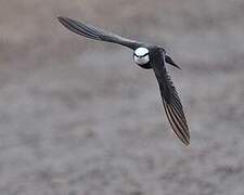 White-headed Saw-wing