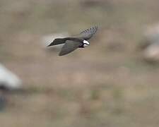 White-headed Saw-wing