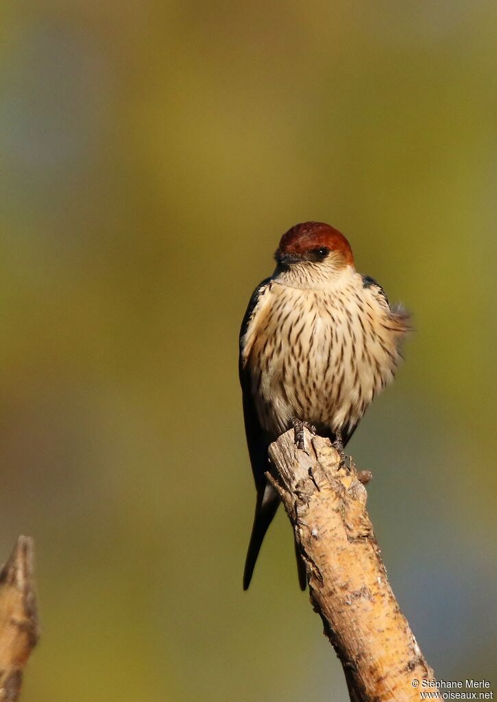 Hirondelle à tête rousseadulte