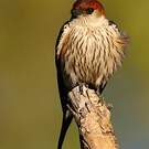 Hirondelle à tête rousse