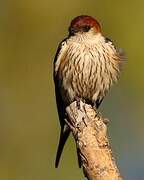 Greater Striped Swallow