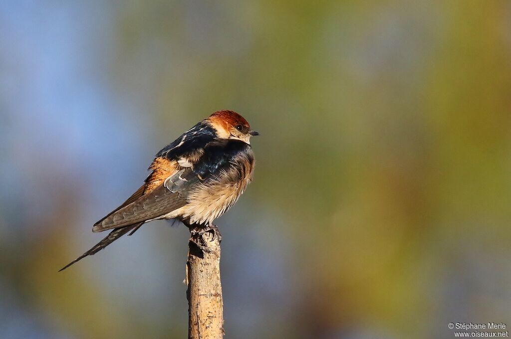 Hirondelle à tête rousse