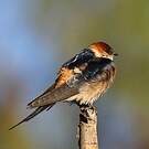 Hirondelle à tête rousse