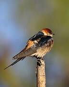 Greater Striped Swallow