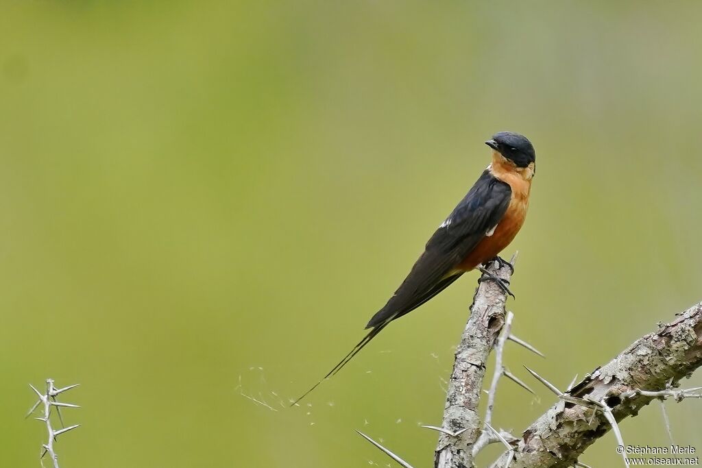 Hirondelle à ventre rouxadulte