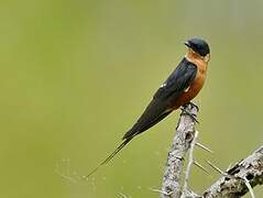 Red-breasted Swallow