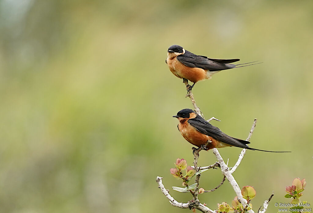 Hirondelle à ventre rouxadulte