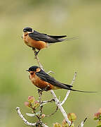 Red-breasted Swallow