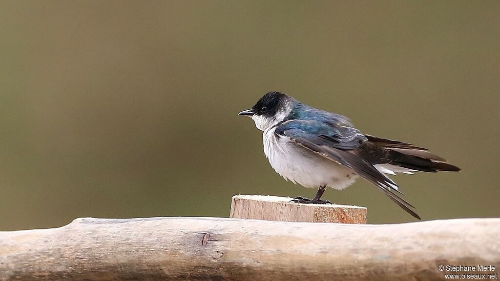 Blue-and-white Swallowadult