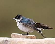 Blue-and-white Swallow