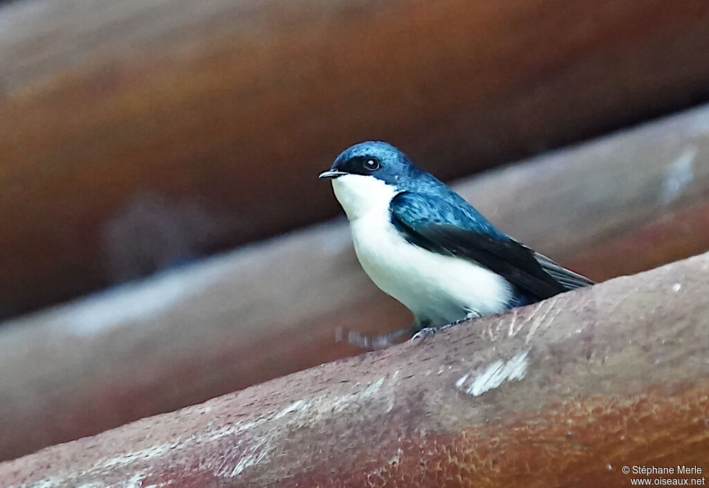 Blue-and-white Swallow