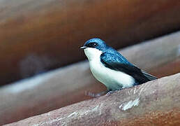 Blue-and-white Swallow