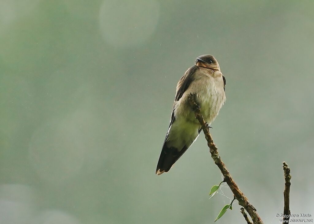 Grey-breasted Martinadult