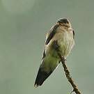 Hirondelle chalybée