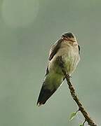 Grey-breasted Martin