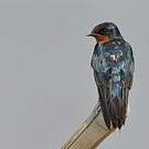 Hirondelle de Java