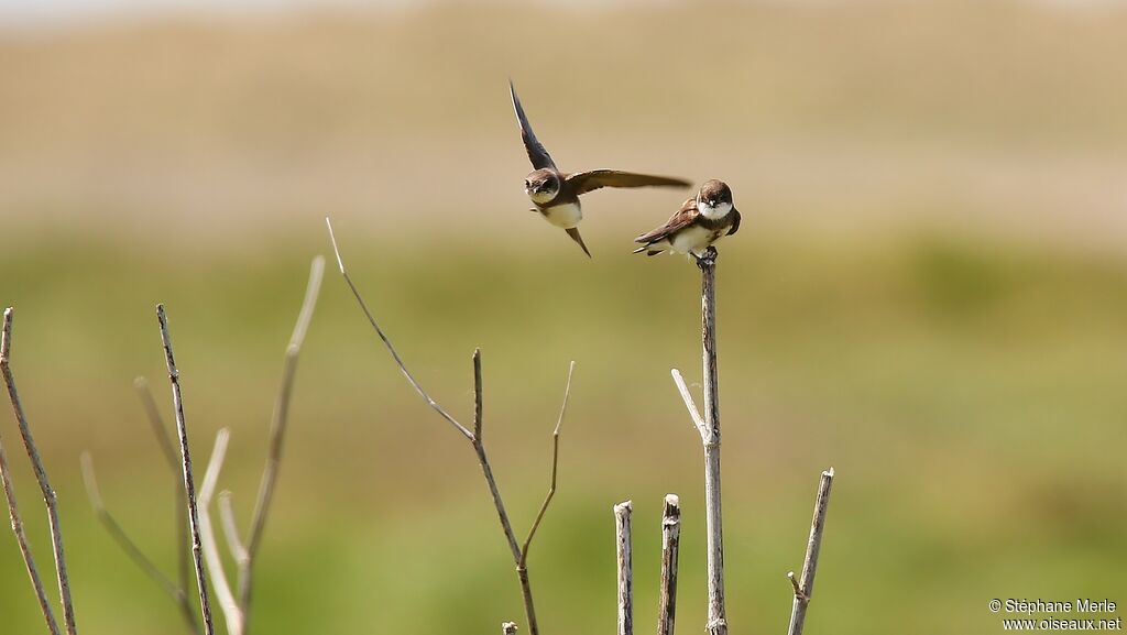 Sand Martin