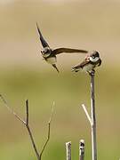 Sand Martin