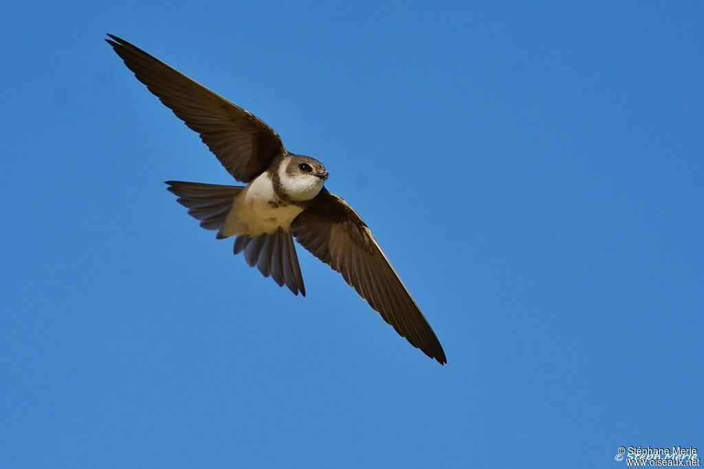 Sand Martinadult