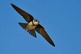 Sand Martin