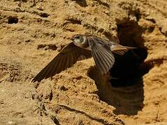 Sand Martin