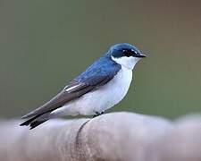 Mangrove Swallow