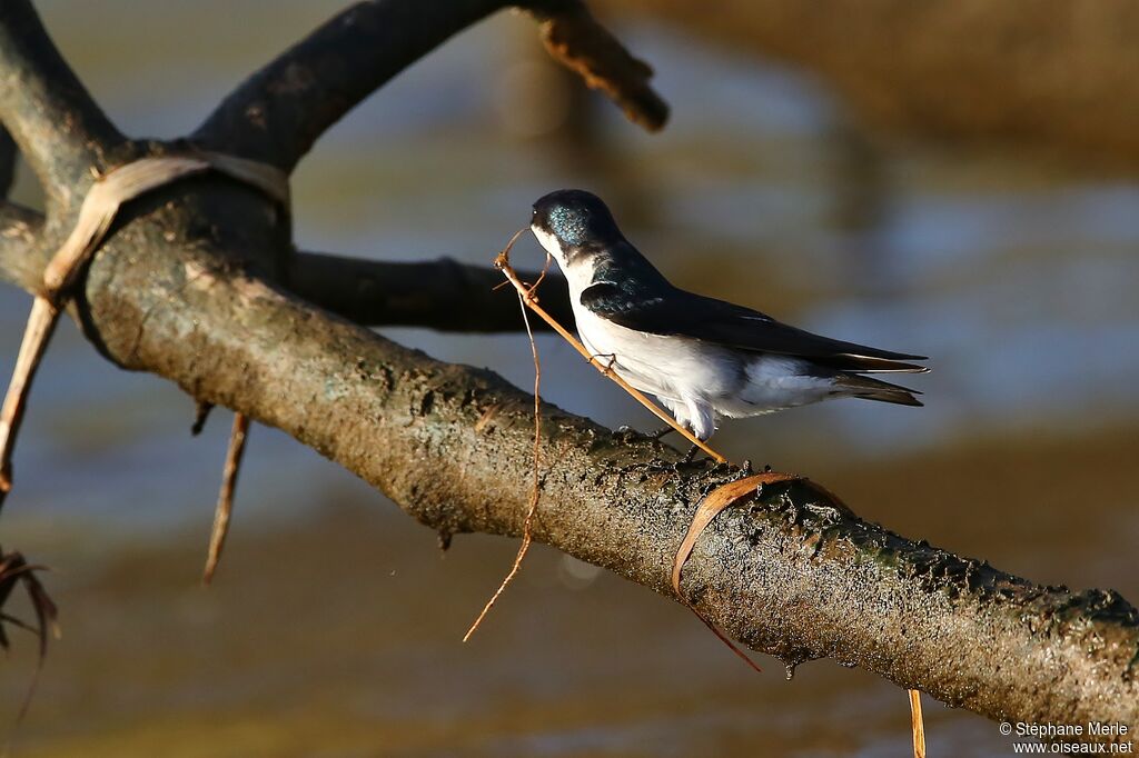 Mangrove Swallowadult