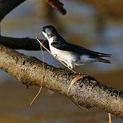 Hirondelle des mangroves