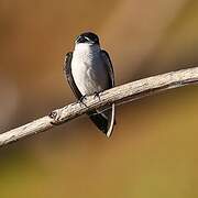 Mangrove Swallow