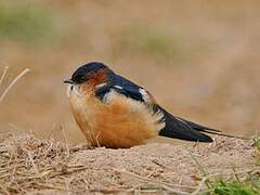 Mosque Swallow