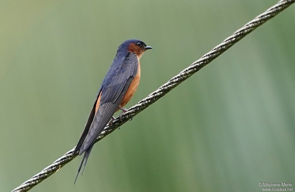 Sri Lanka Swallowadult