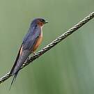 Hirondelle du Sri Lanka