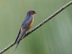 Hirondelle du Sri Lanka