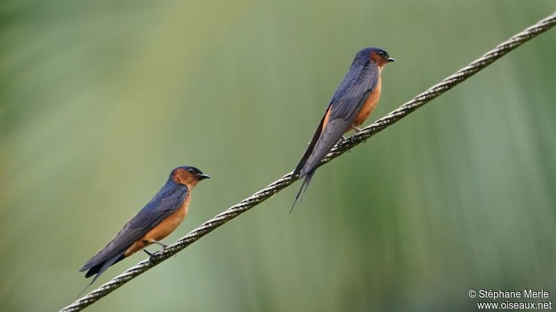 Sri Lanka Swallow