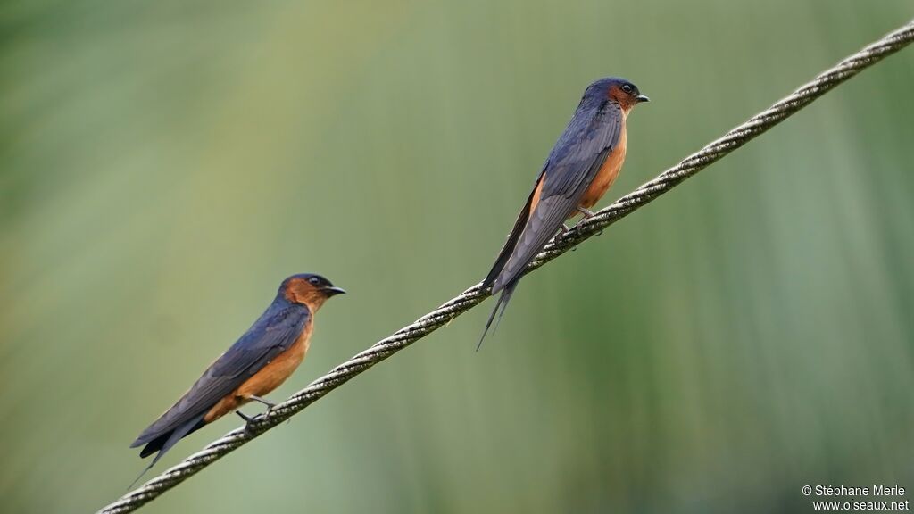 Hirondelle du Sri Lanka