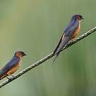 Hirondelle du Sri Lanka