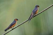 Hirondelle du Sri Lanka