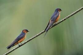 Sri Lanka Swallow