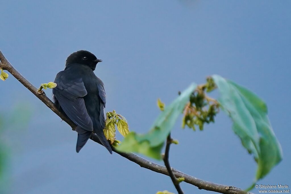 Black Saw-wingadult