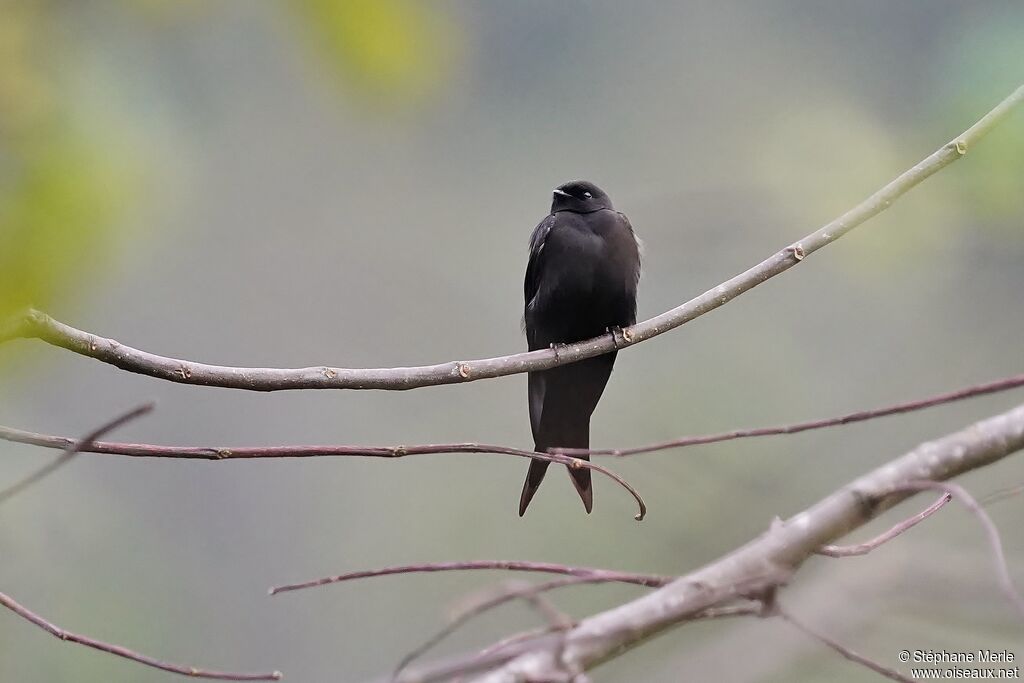 Black Saw-wing