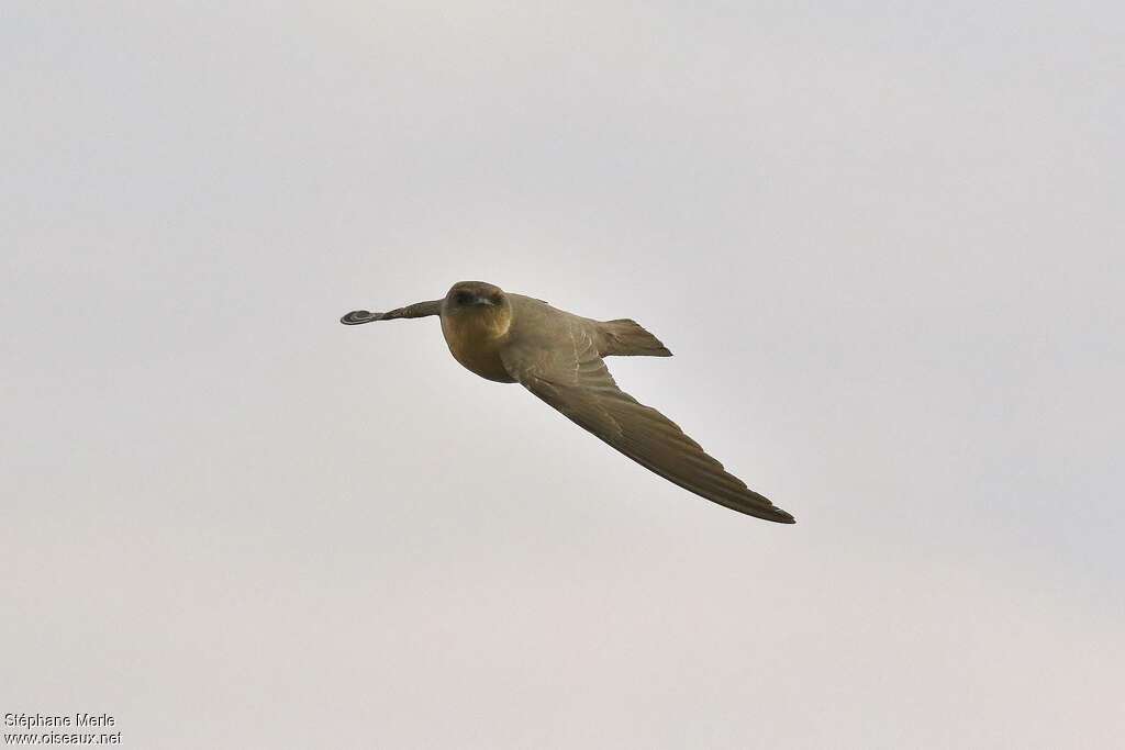 Rock Martin, Flight