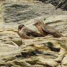 Hirondelle isabelline