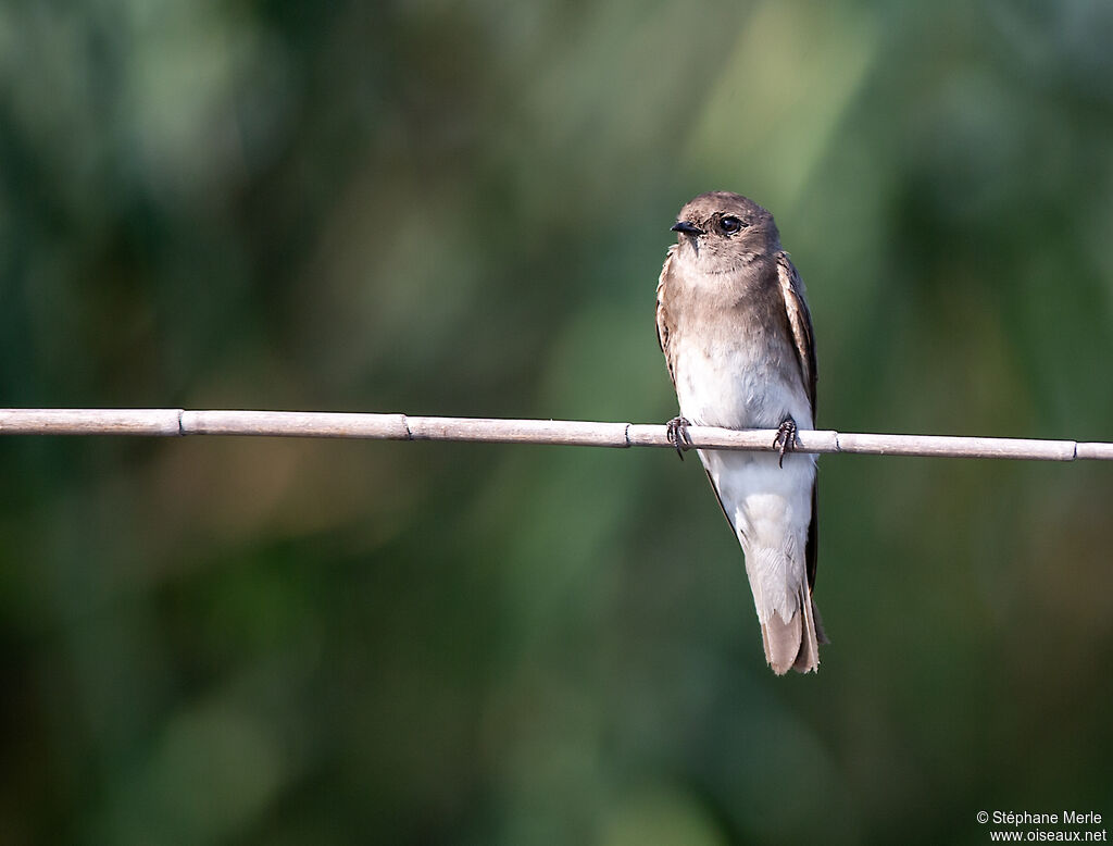 Brown-throated Martinadult