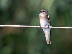 Brown-throated Martin