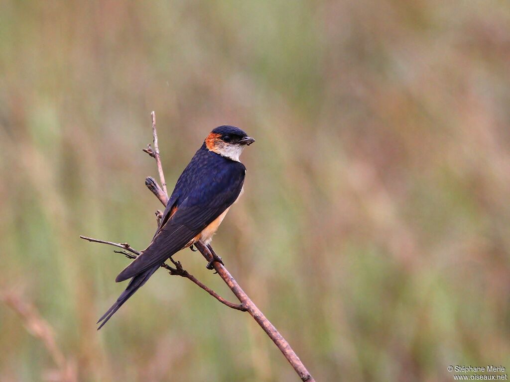 Hirondelle rousselineadulte