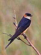 Red-rumped Swallow