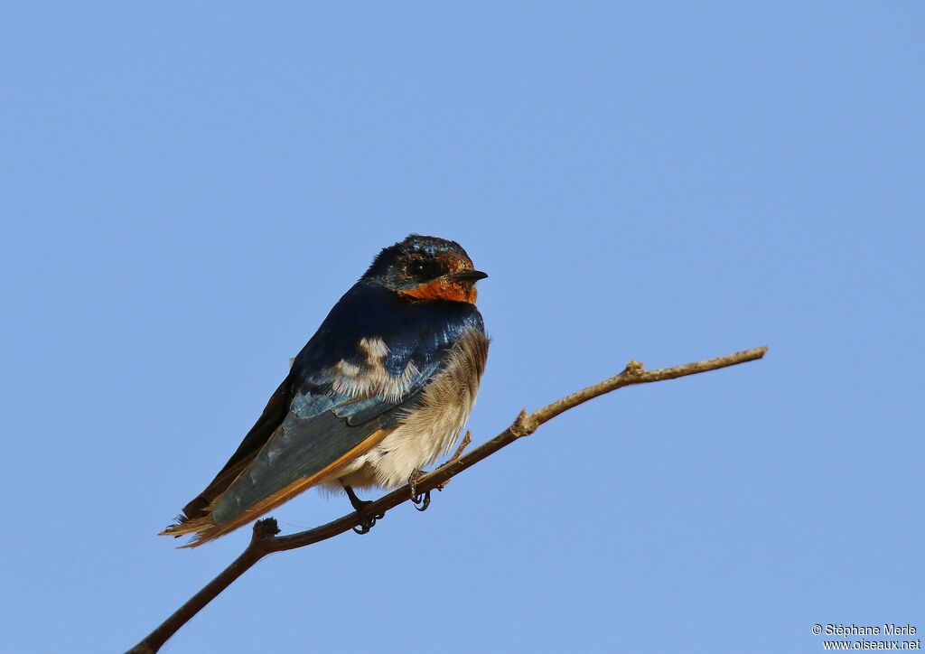 Hirondelle rustiqueadulte