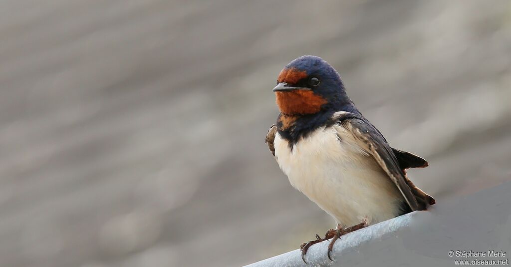 Barn Swallow